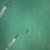 Great-White-at-J-Bay_WSL-Gumboot.Camera