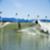 Surf-Ranch