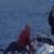 Kelly-Slater-Fiji