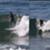 Brad-Jacobson-How-to-surf-small-waves-like-a-pro-eiDnfYgYUEE-944x531-2m19s
