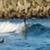 chippa5-1-300x169